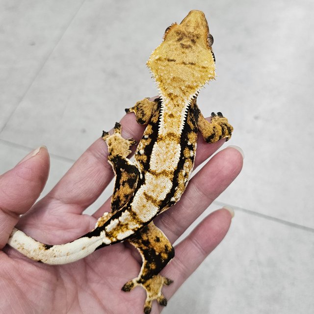 트라이 화이트포트홀 텐저린