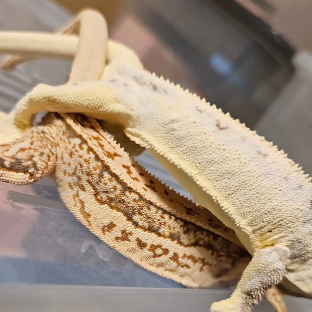 릴리화이트 솔리드백