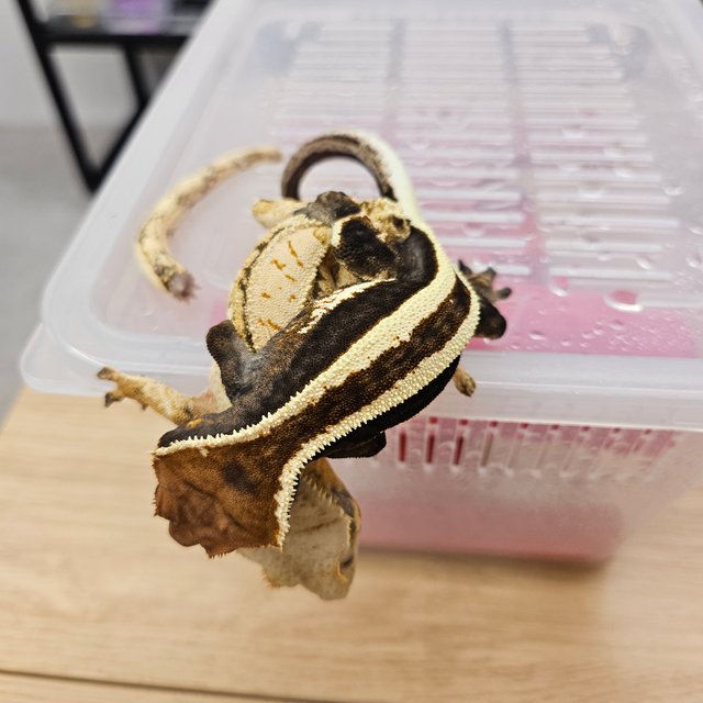 카푸치노 슈퍼스트라이프 풀핀 핀스트라이프