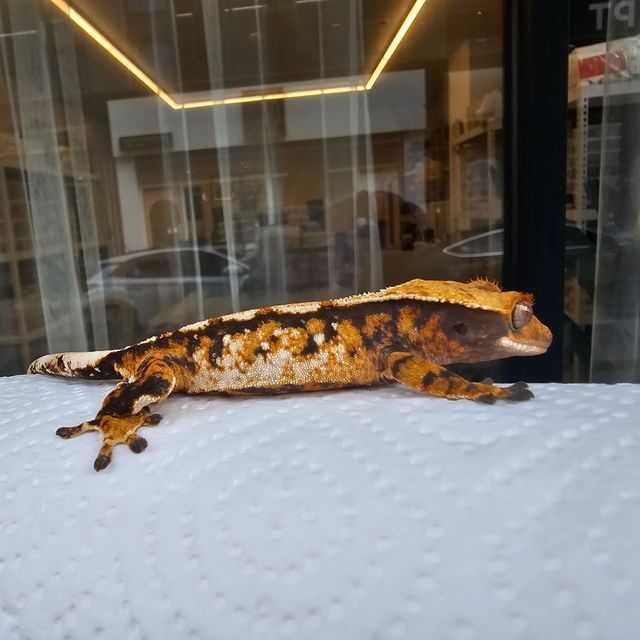 트라이 풀핀 텐저린