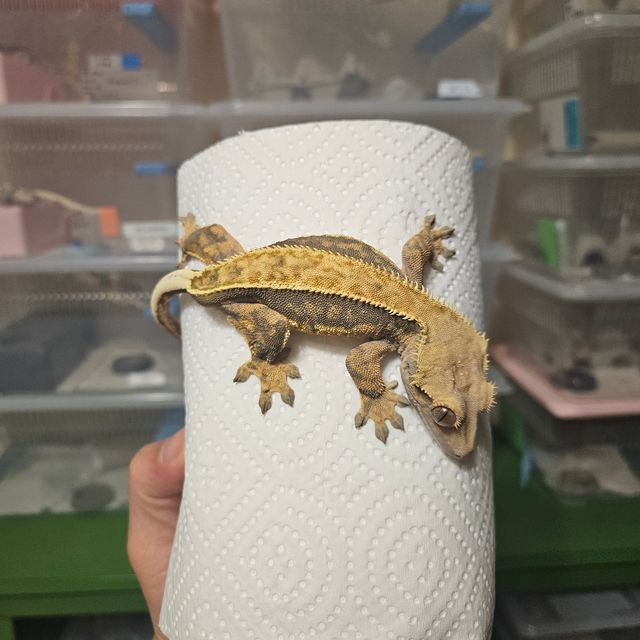 트라이 쿼드 풀핀