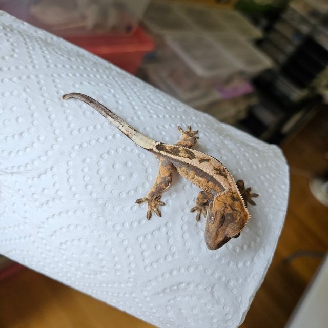 세이블