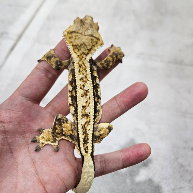 트라이 쿼드 익스트림할리퀸 풀핀