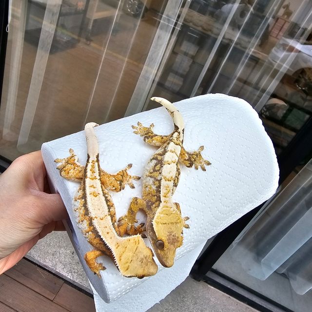 트라이 화이트스팟 텐저린