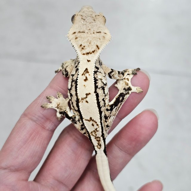 트라이 화이트핀 텐저린