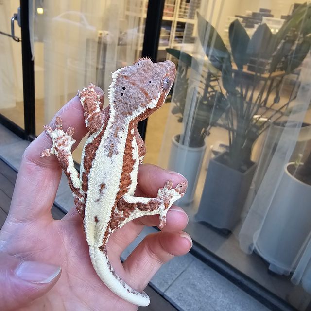 프라푸치노