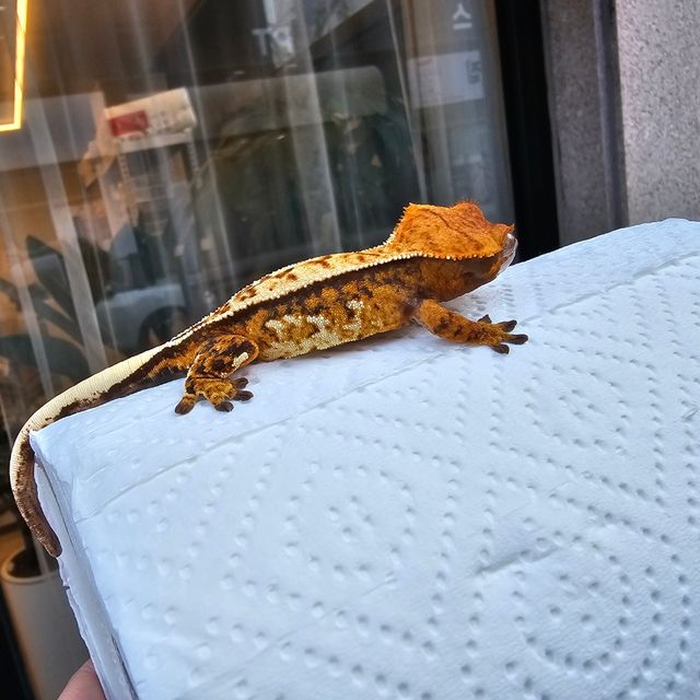 트라이 풀핀 텐저린