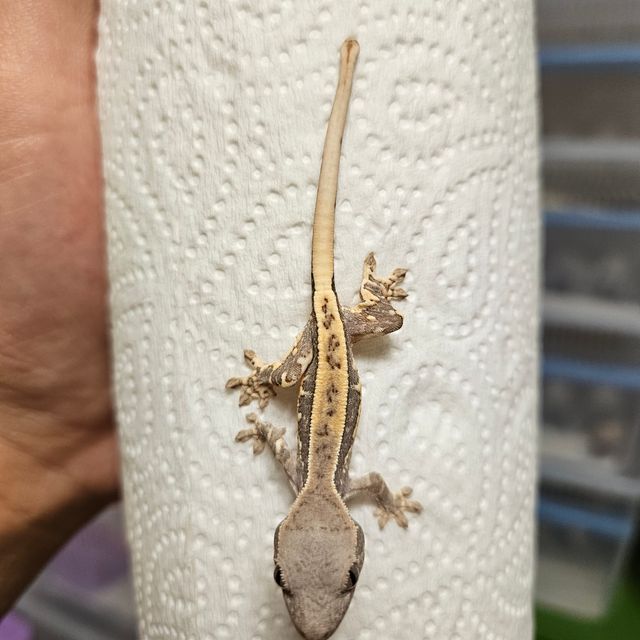 프라푸치노