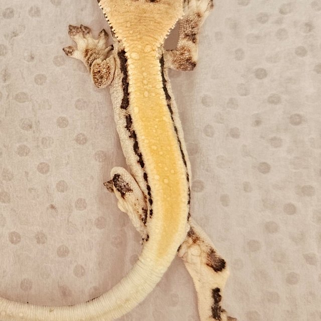 릴리 세이블 100%헷아잔틱 풀핀