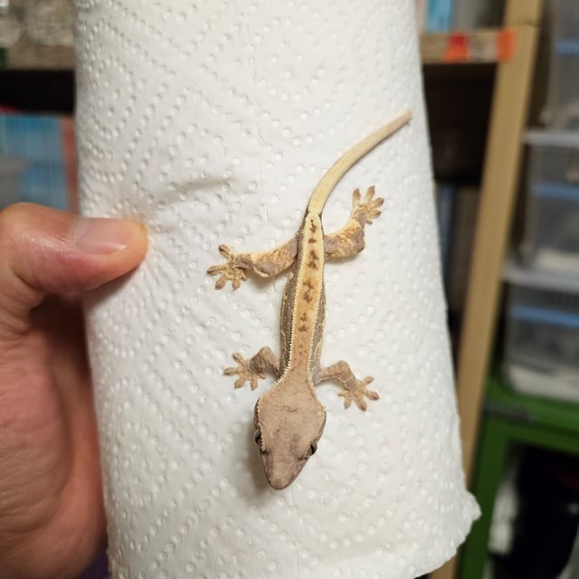 프라푸치노