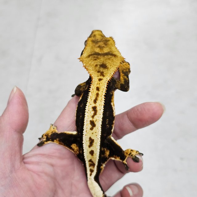 100%헷아잔틱 쿼드