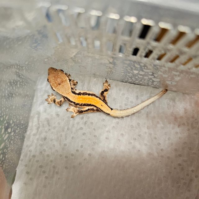 릴리 세이블