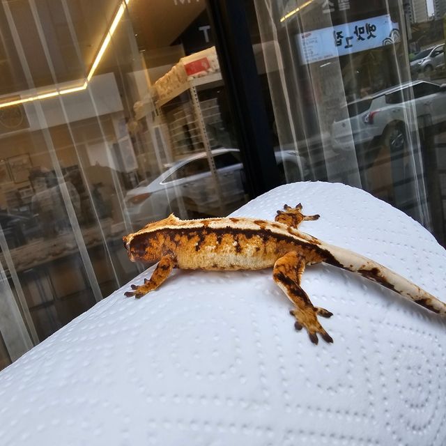 트라이 풀핀 텐저린