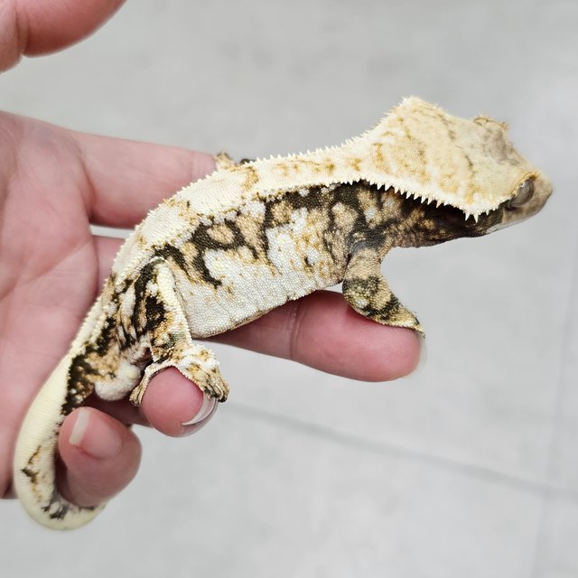 트라이 화이트스팟 텐저린