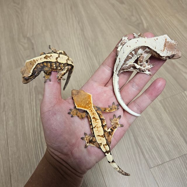 세이블