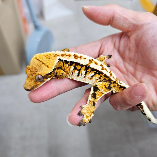 노멀 트라이 핀스트라이프 텐저린