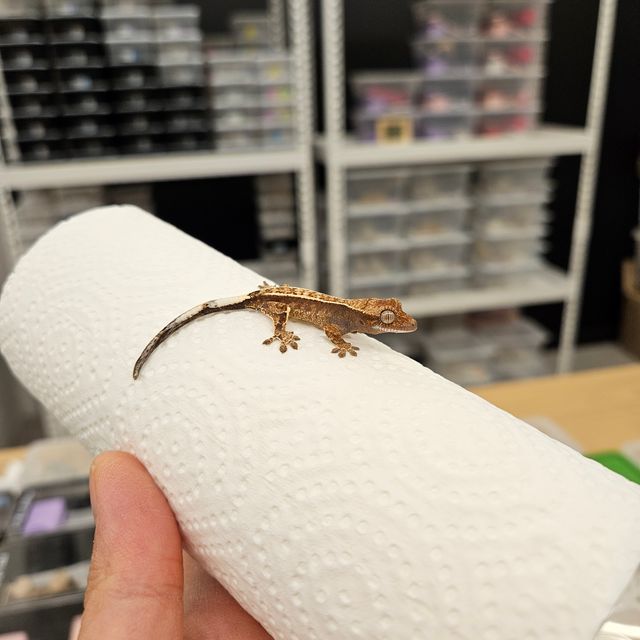 세이블