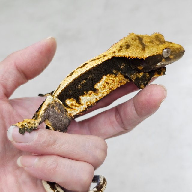 100%헷아잔틱 쿼드