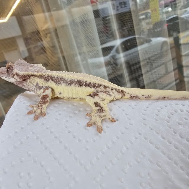 프라푸치노