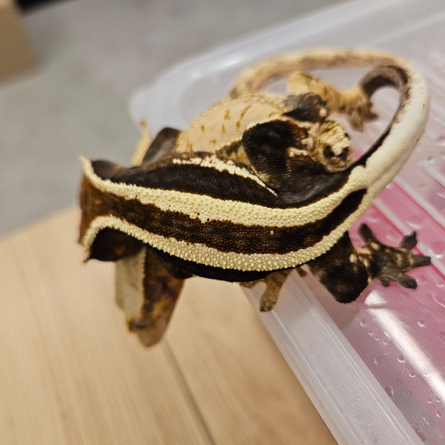 카푸치노 슈퍼스트라이프 풀핀 핀스트라이프