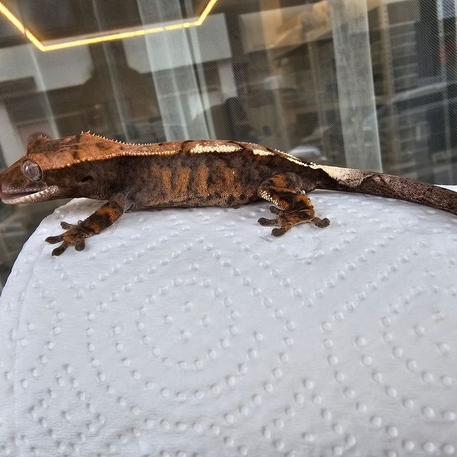 세이블
