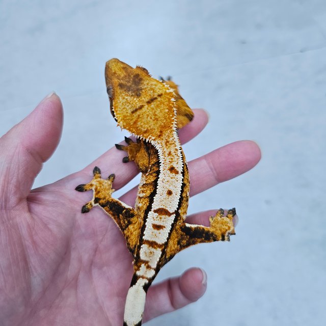 노멀 트라이 텐저린