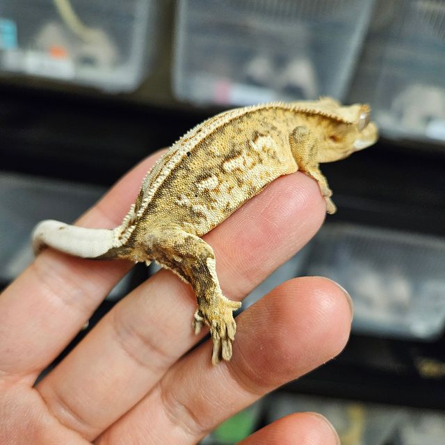 100%헷아잔틱
