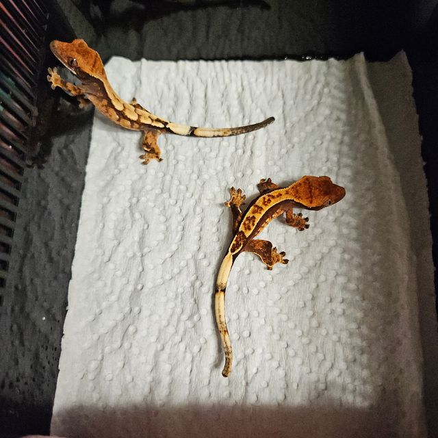 세이블
