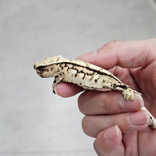 트라이 화이트핀 텐저린