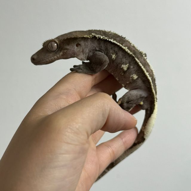 아잔틱