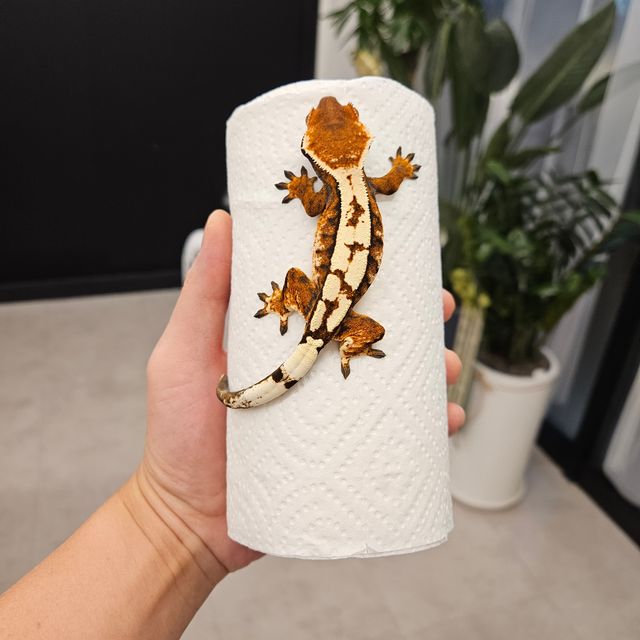 세이블