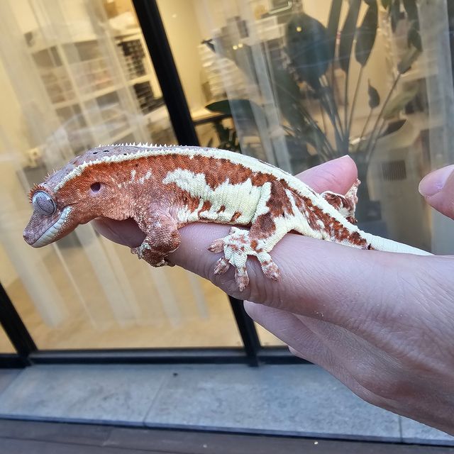 프라푸치노