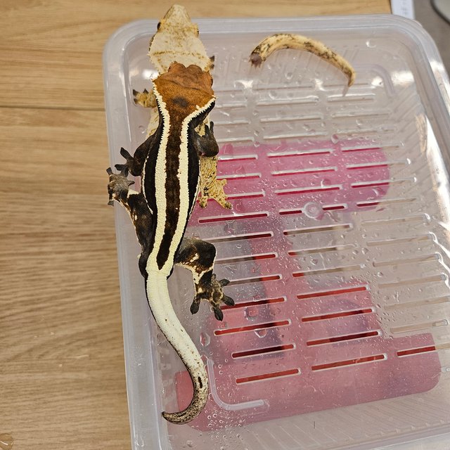 카푸치노 슈퍼스트라이프 풀핀 핀스트라이프