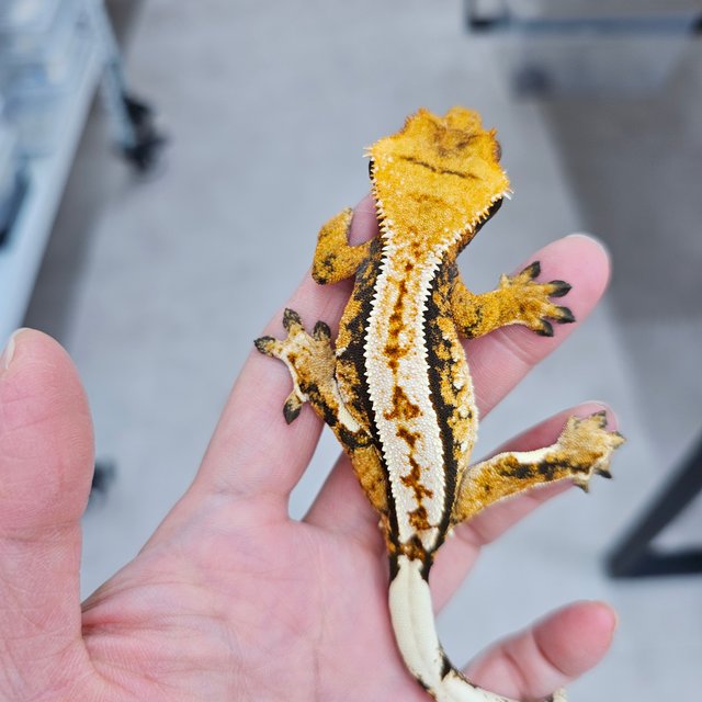 노멀 트라이 풀핀