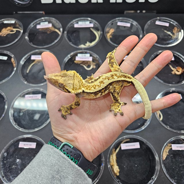 트라이 쿼드 익스트림할리퀸 풀핀