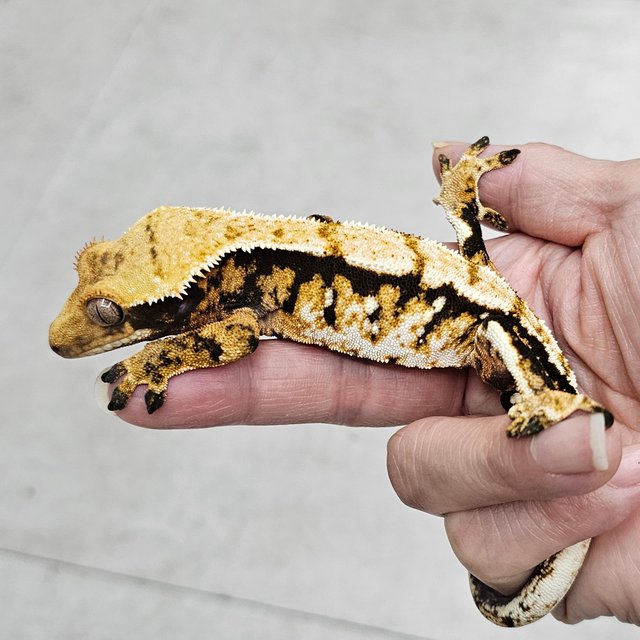 트라이 화이트포트홀 텐저린