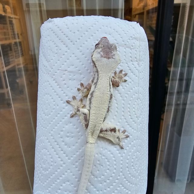 릴리 세이블