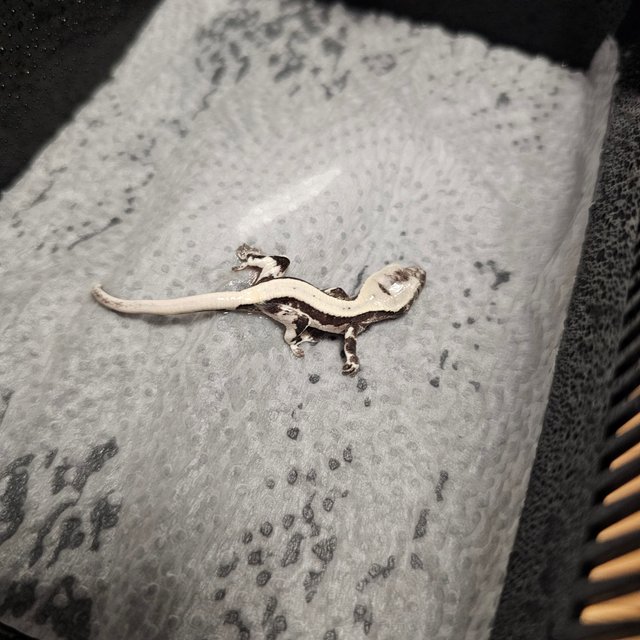 세이블 릴잔틱 릴리 세이블 아잔틱