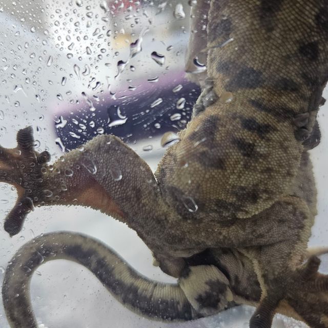 릴잔틱
