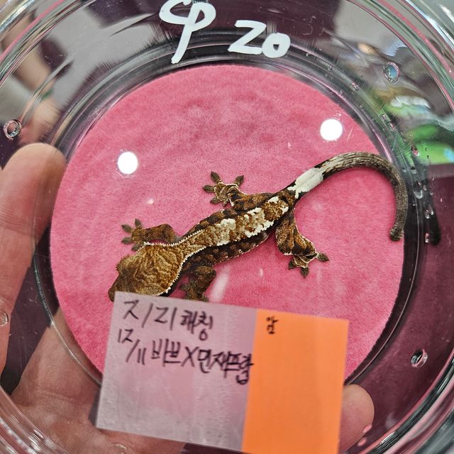 카푸치노