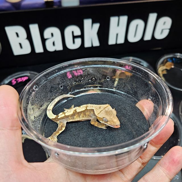 세이블