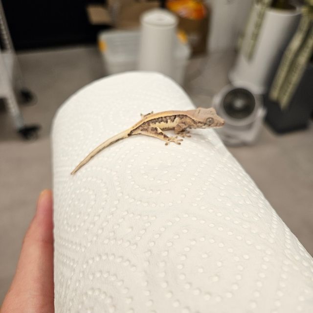 릴리 세이블