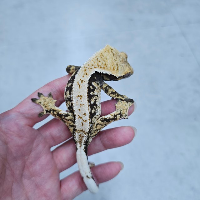 노멀 트라이 드리피