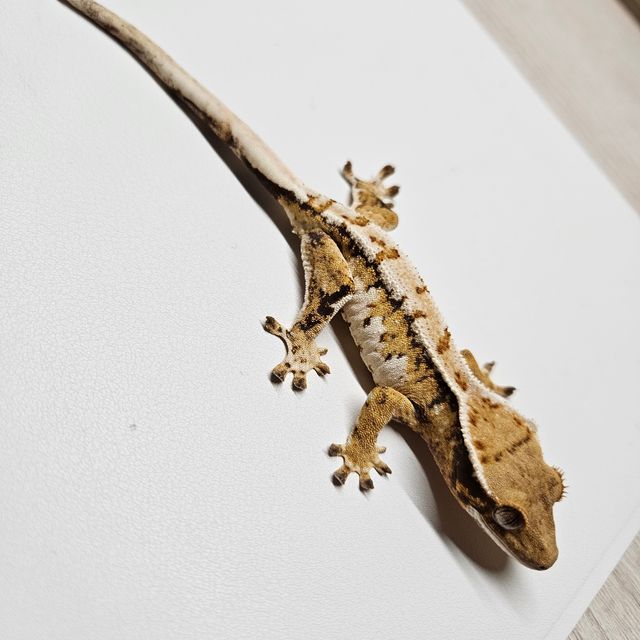 트라이
