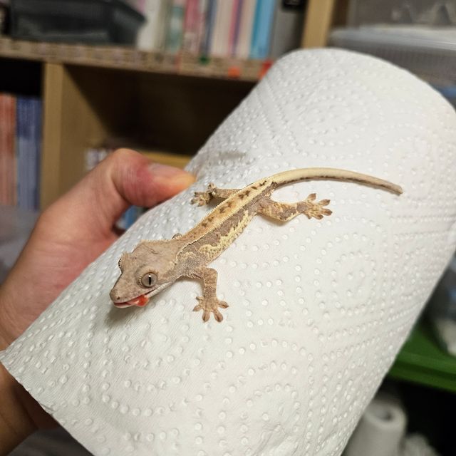 프라푸치노