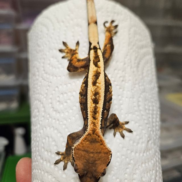 세이블