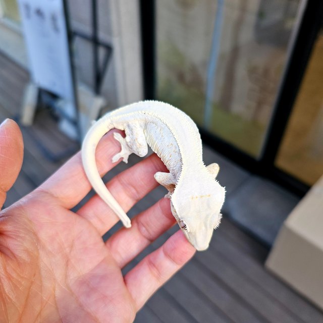 릴리화이트 솔리드백 풀핀