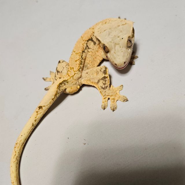 트라이