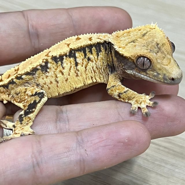 트라이