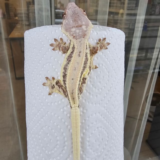 프라푸치노